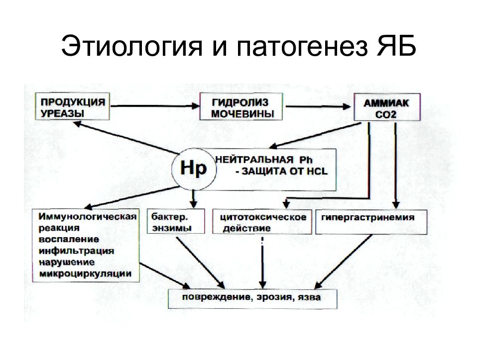 Язвенная болезнь патогенез схема