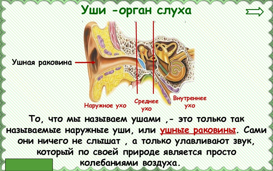 Конспект с презентацией урока органы чувств 3 класс с презентацией