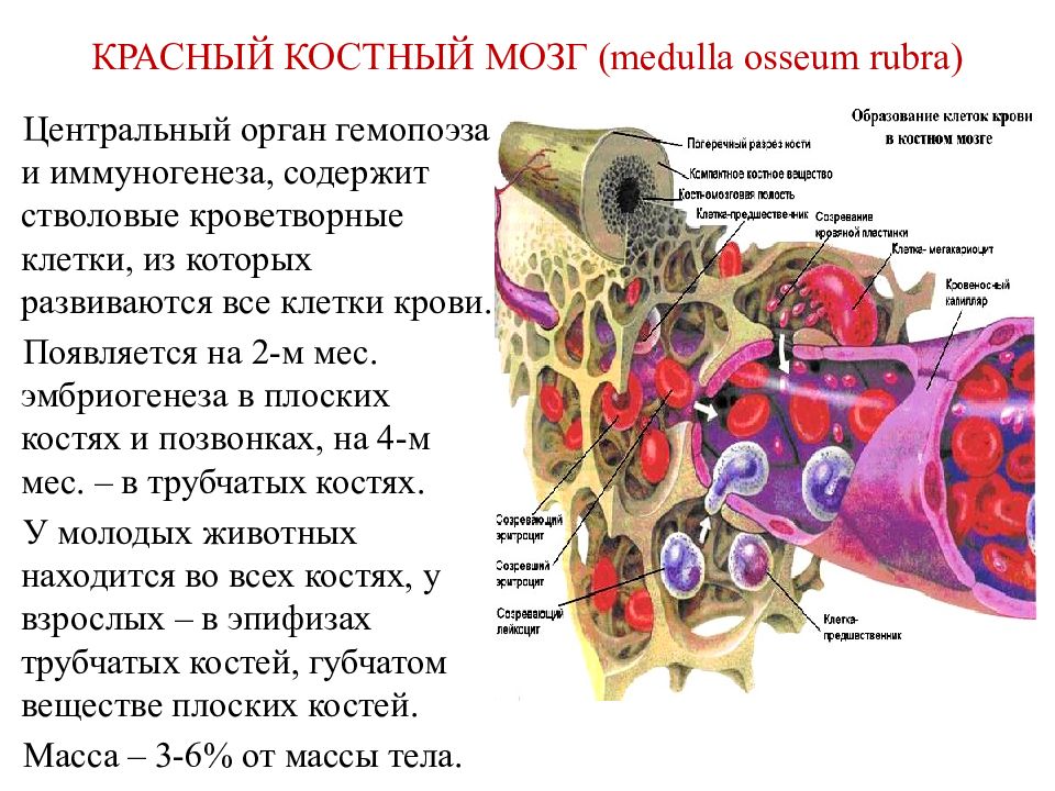 Клетки крови образующийся в костном мозге. Кроветворные клетки красного костного мозга. Красный костный мозг функция кроветворения. Образование клеток крови в Красном костном мозге. Образование клеток крови в Красном костном мозге рисунок.