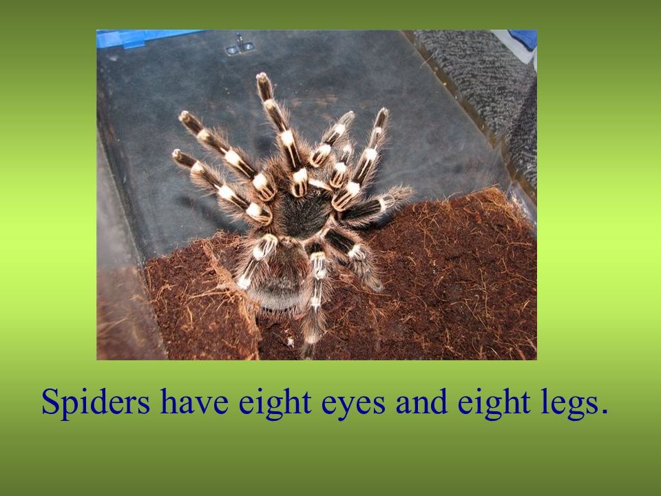 Слайд amazing animals. Spider has 8 Legs. A Spider has got eight Legs. A Spider has got eight Legs перевод.