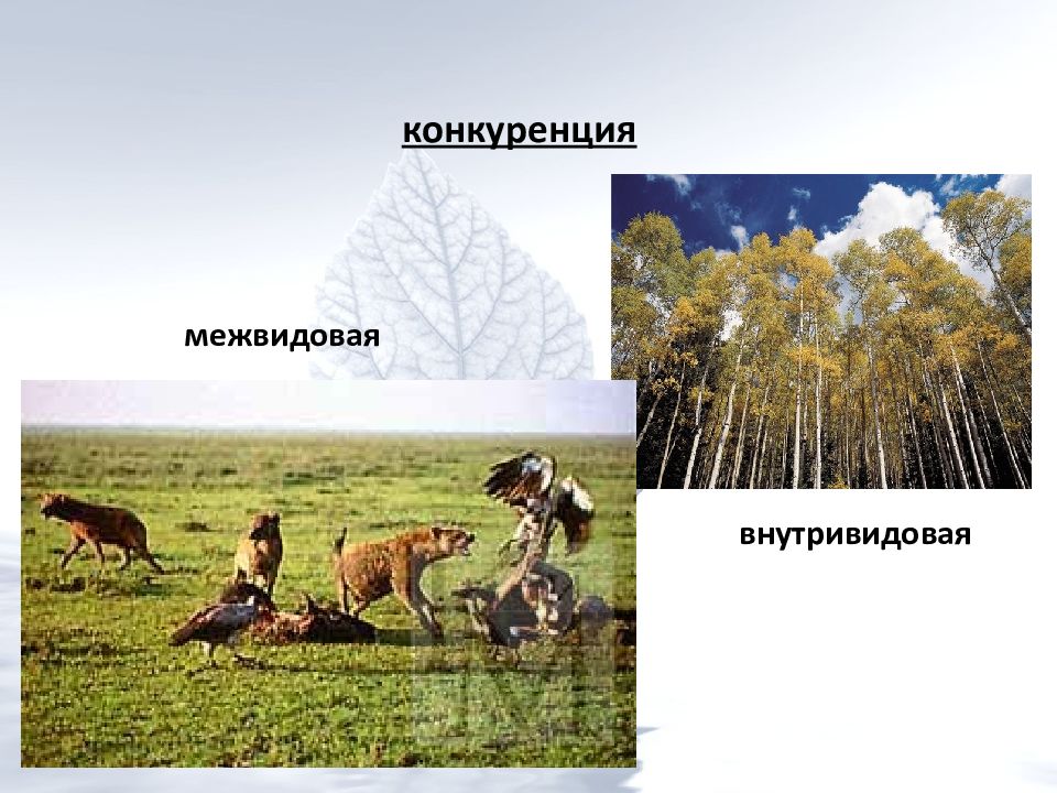 ЭКОЛОГИЯ ЖИВОТНЫХ Лекция 1 ЭКОЛОГИЯ КАК НАУКА РАЗДЕЛЫ