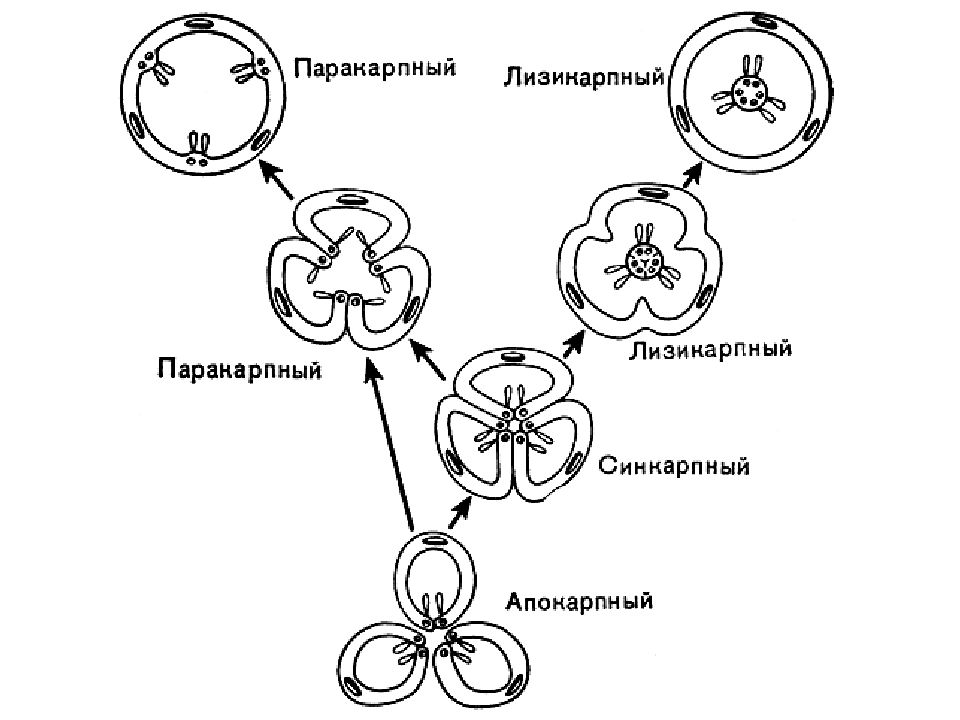 Схема расположения плодолистиков покрытосеменных