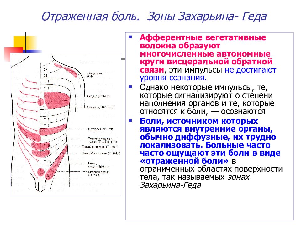 Зона боли. Зоны сегментарной иннервации зоны Захарьина-Геда. Зоны Захарьина Геда зоны отраженных болей. Отраженная боль в зоне Захарьина-Геда. Зоны Захарьина Геда зона Шоффара.