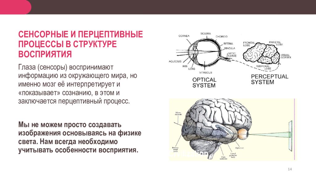 Восприятие структуры мозга. Структура восприятия. Мозговой отдел температурного анализатора локализован. Мозг проекция сверху схематично. Вторая сигнальная система локализация в мозгу.