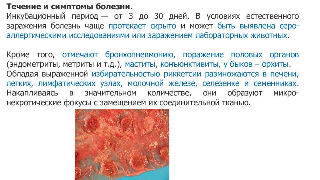 Лихорадка ку презентация инфекционные болезни