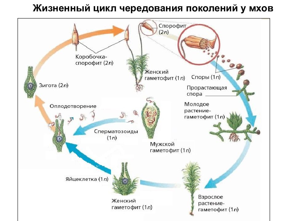 Все представленные на рисунках 1 4 объекты относятся к одной стадии жизненных циклов растений