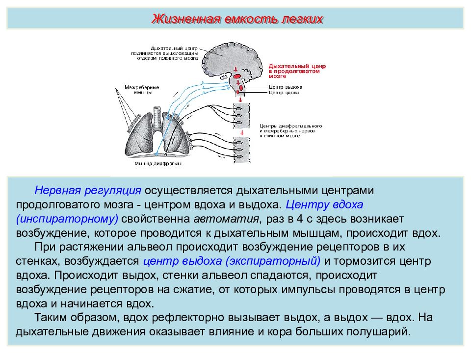 Почему происходит возбуждение. Нервная регуляция дыхания рефлекторная дуга. Схема работы нейронов дыхательного центра. Нервная регуляция дыхания продолговатый мозг. Схема регуляции дыхания человека.