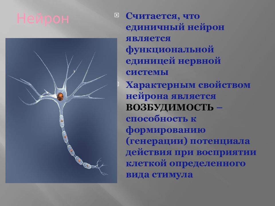 Презентация биохимия нервной системы