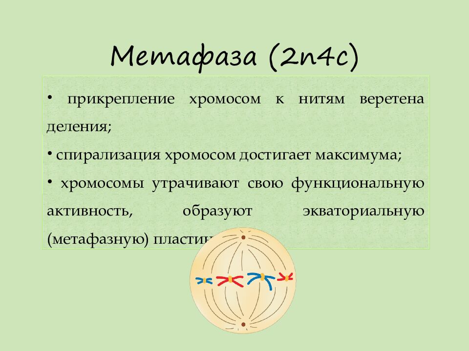 Метафаза  ( 2n4с )