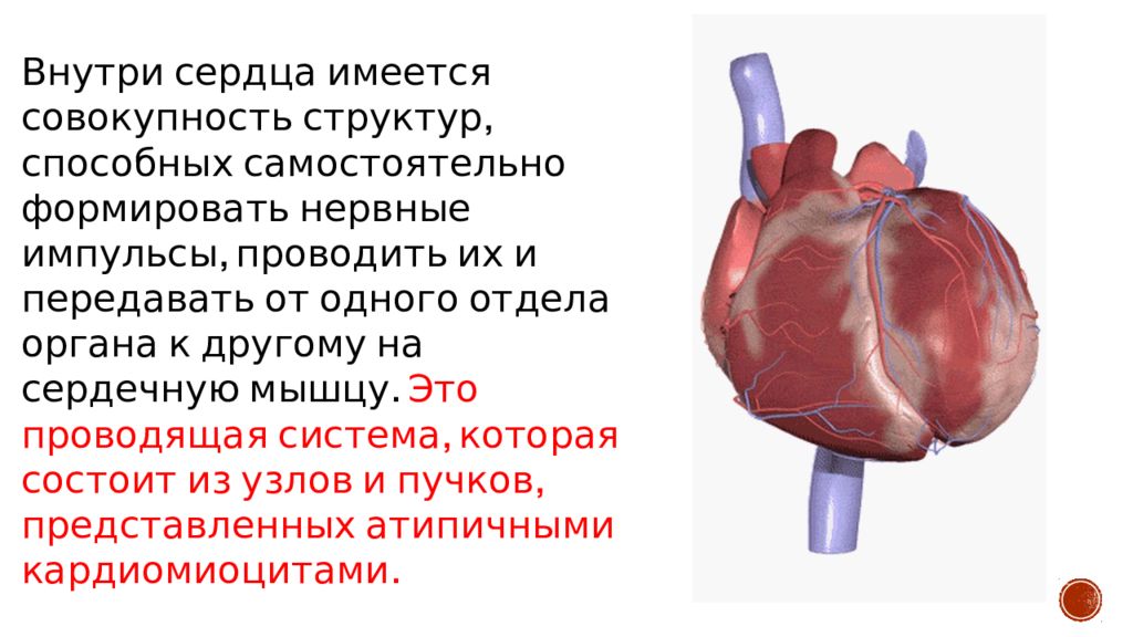 Сердечный способный. Физиология сердца. Физиологическое сердце. Физиология сердца презентация.