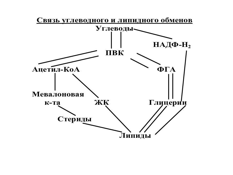 Взаимосвязь обмена веществ в организме