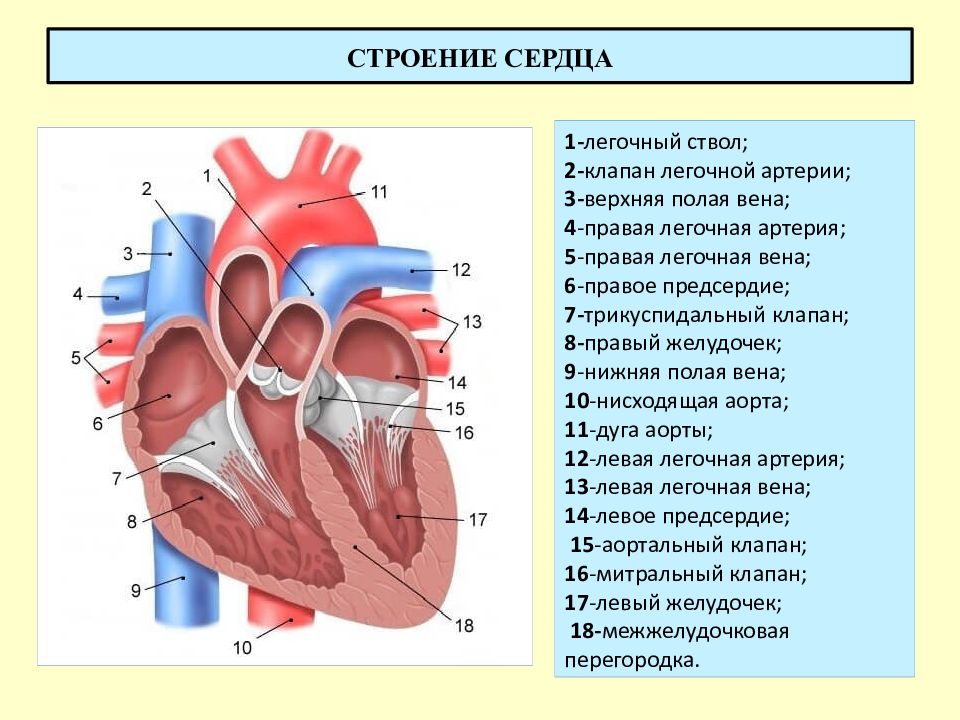 Строение сердца человека