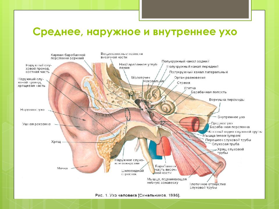 Строение наружного среднего и внутреннего уха рисунок