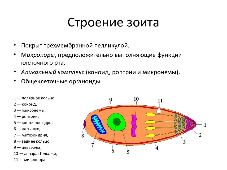 Споровики. Строение зоита споровиков. Строение апикального комплекса споровиков. Споровики строение. Строение органелл споровиков.