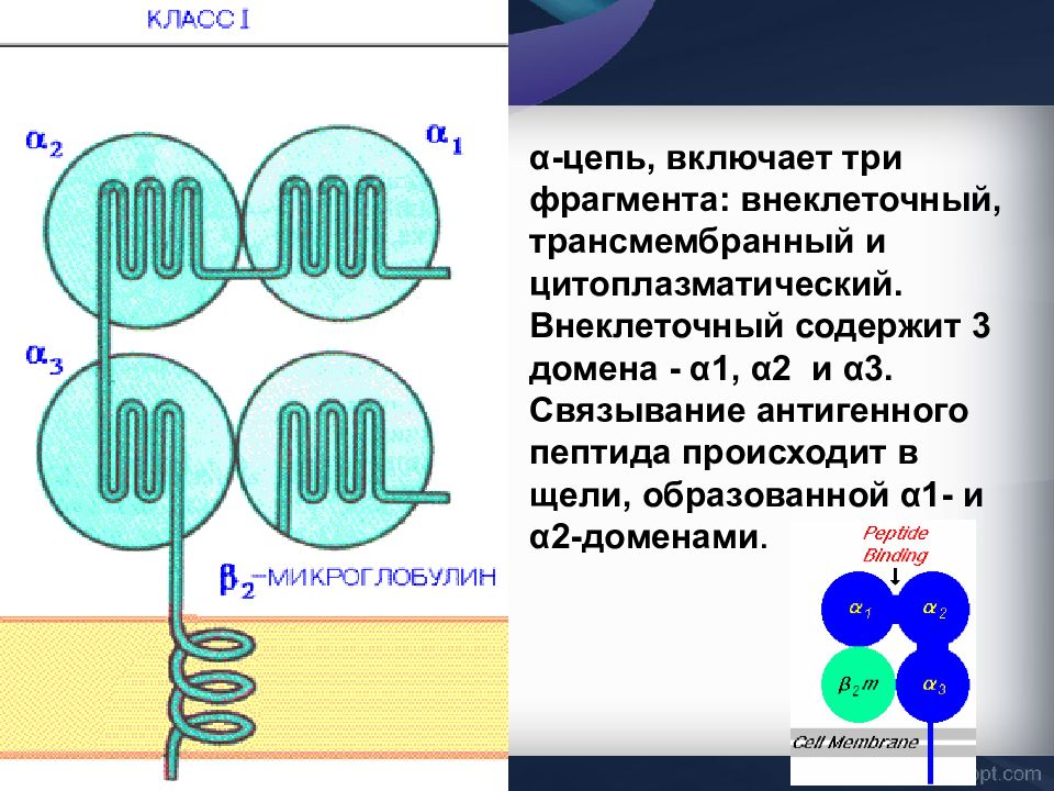 Трансмембранный и цитоплазматический домен. Трансмембранные молекулы главного комплекса гистосовместимости. Трансмембранный и цитоплазматический домен в гене. Тестирование гистосовместимости.