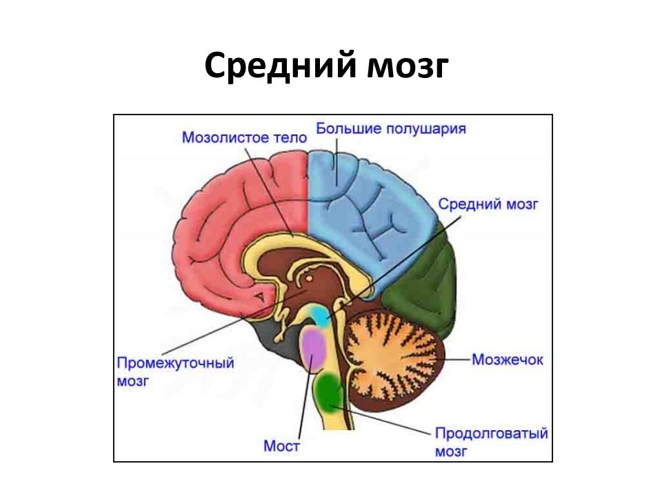 Промежуточный мозг на картинке