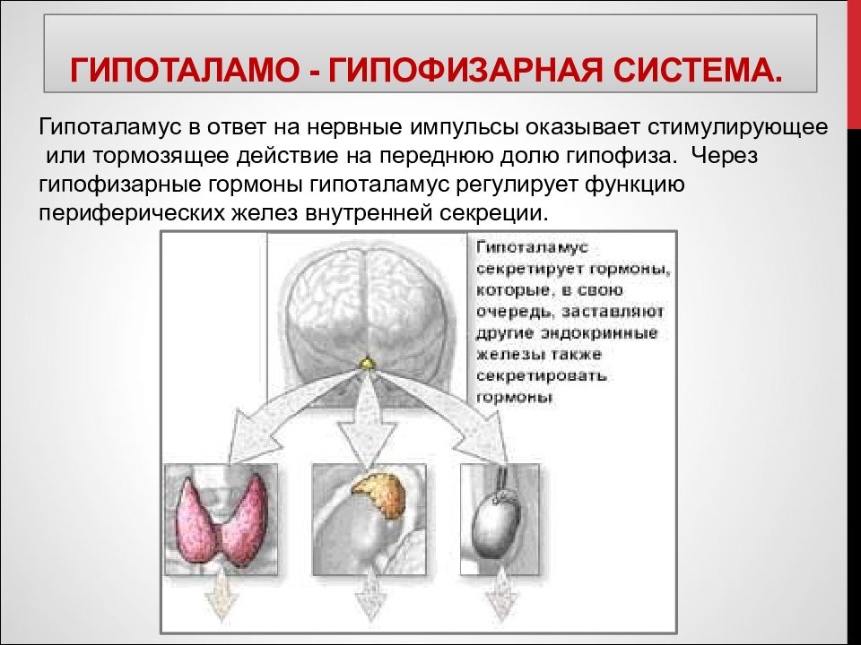 Психоморфологическое направление и концепция эквипотенциальности мозга презентация