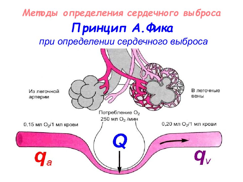 Сердечный определение. Измерение сердечного выброса методом фика. Метод фика сердечный выброс. Определение сердечного выброса по методу фика. Метод определения величины сердечного выброса.