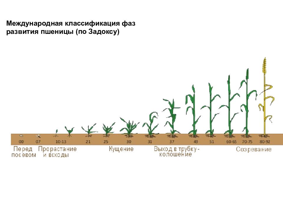 Сколько растет пшеница