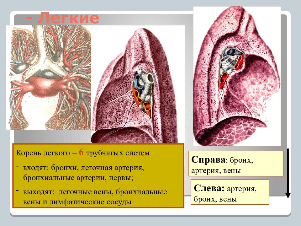 Легкое справа. Корень легкого. Лёгкие корень легкого. Лечь корень. Корень легкого справа и слева.