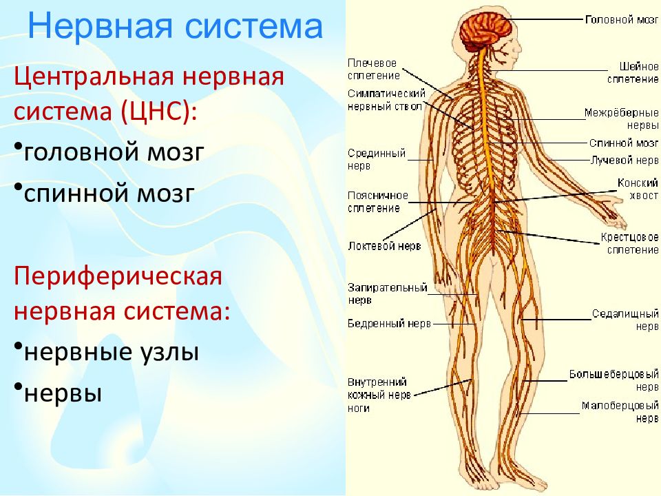 Карта нервов человека