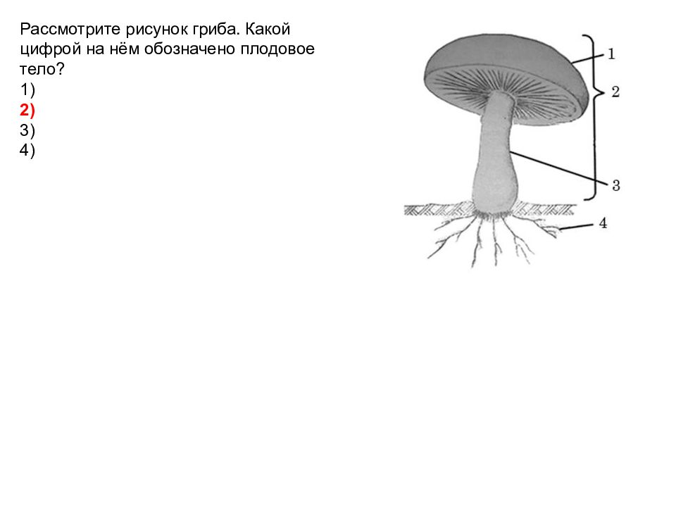 Плодовое тело гриба. Рассмотрите грибы на рисунке. На рисунке тело гриба обозначается цифрой. Рассмотрите рисунок гриба какой цифрой на нем обозначено плодовое. Какой цифрой на рисунке гриба обозначено плодовое тело?.