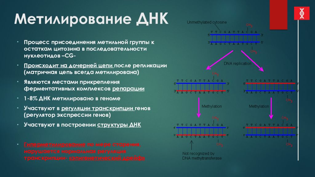 Матричная цепь. График метилирования ДНК С возрастом.