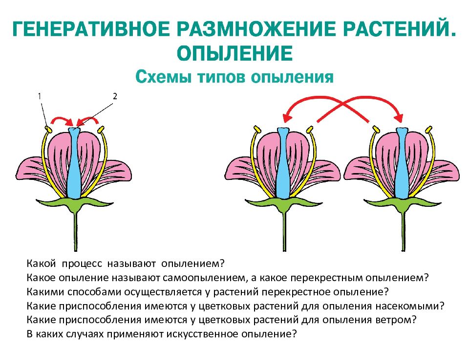 Самоопыление растений