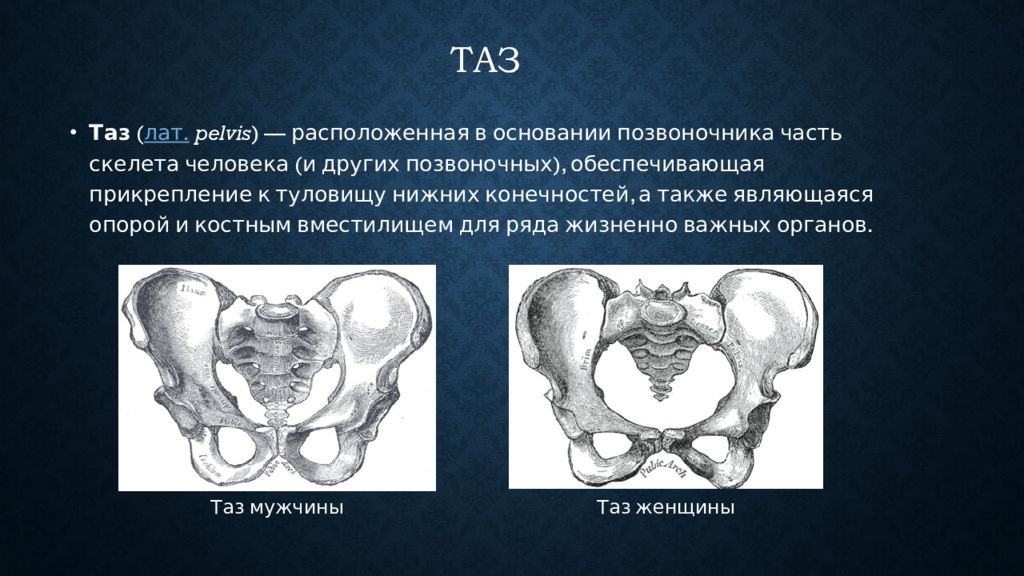 Таз мужчины. Строение таза у детей. Анатомия таза ребенка. Особенности детского таза. Особенности женского таза.