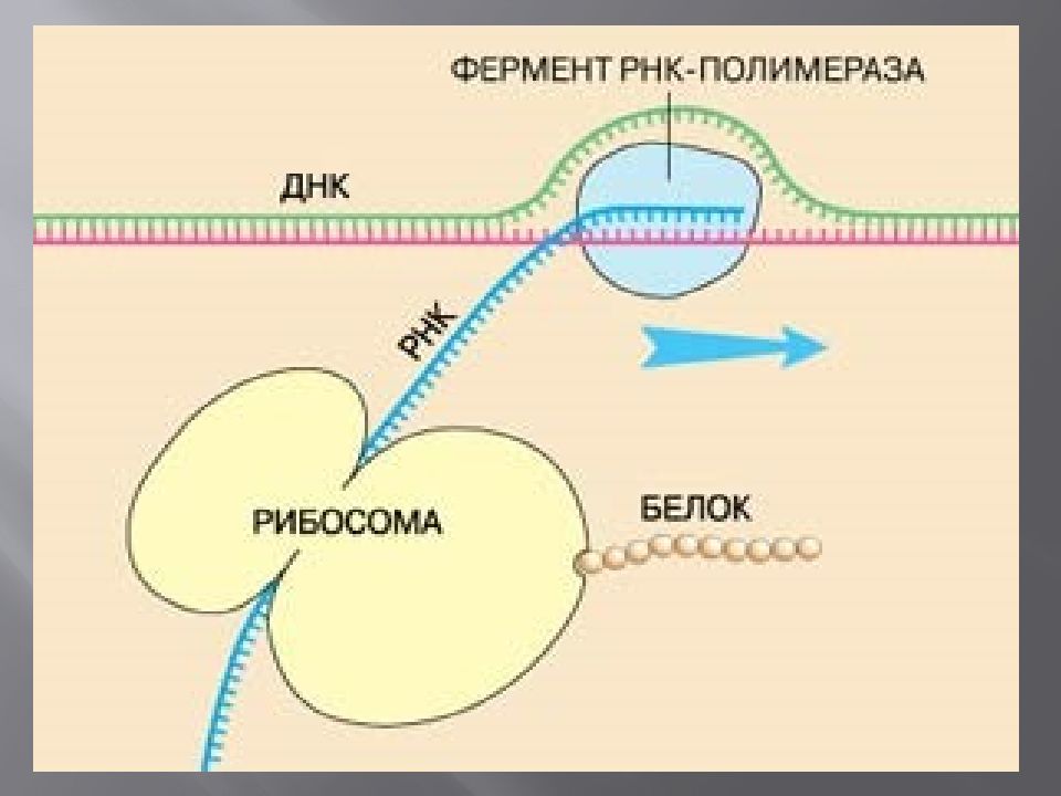 Рнк полимераза это белок. Исходный продукт синтеза РНК ферментом РНК полимеразой. Фермент РНК полимераза функция. РНК полимераза бактерий. Синтез РНК полимеразы.