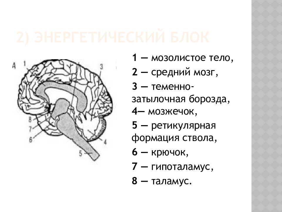 Блоки мозга. Функциональные блоки мозга (а. р. Лурия). Функциональные блоки мозга Лурия. Третий функциональный блок мозга Лурия. Функциональные блоки мозга по а.р Лурия.