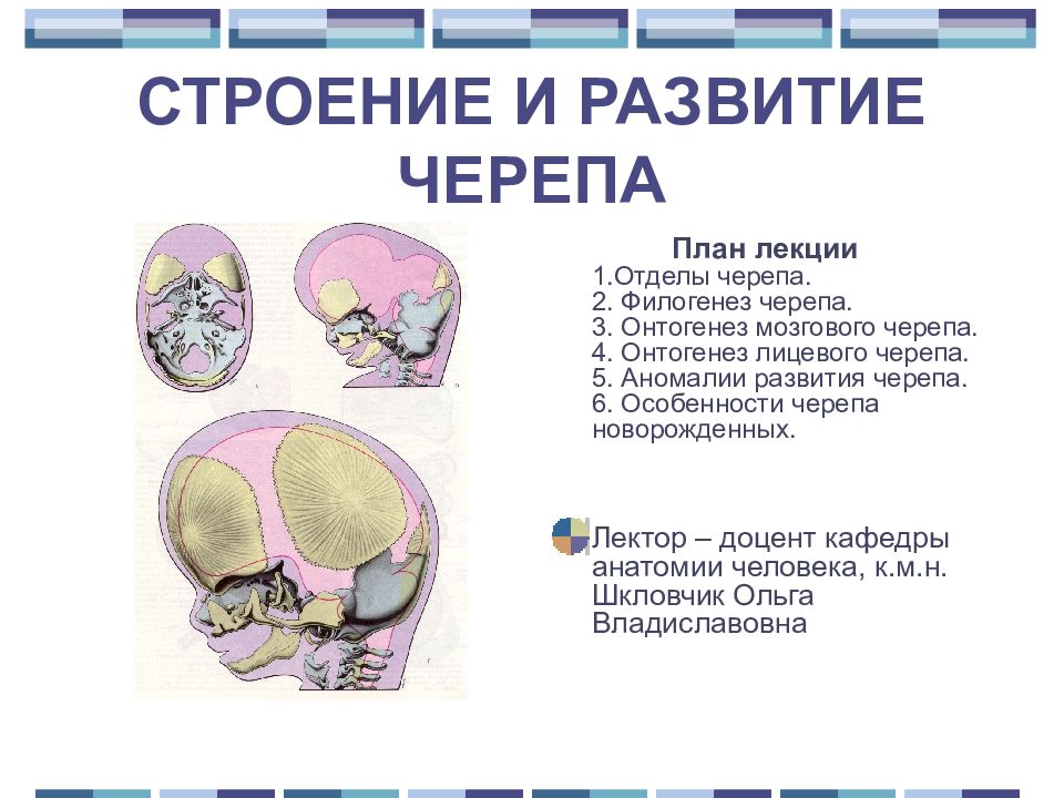 Аномалии развития костей. Филогенез мозгового черепа. Пороки развития лицевого отдела черепа.