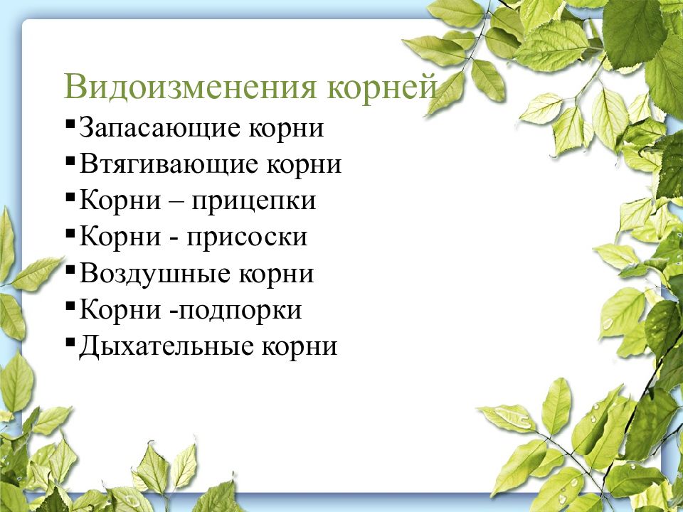 Корень презентация. Видоизменения корней презентация. Корни присоски воздушные корни. Видоизменения корней корни присоски. Корни присоски таблица.