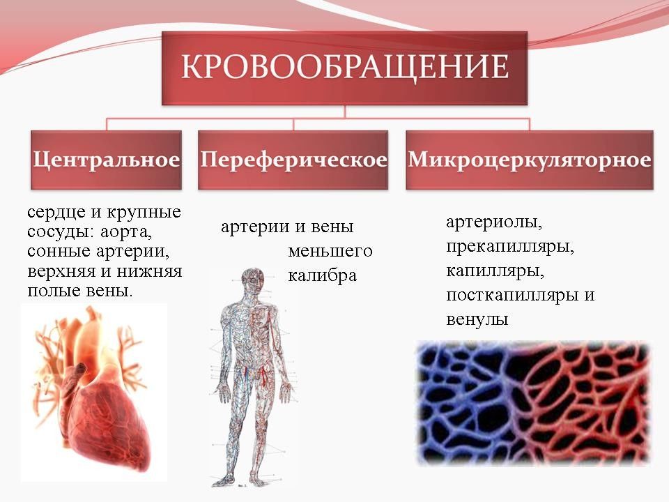 Нарушение кровообращения и лимфообращения патология презентация