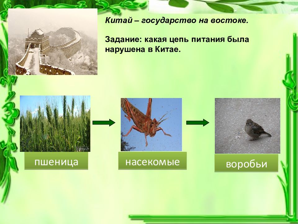 Модель питания 3 класс. Цепи питания 3 класс. Пищевые цепи питания 3 класс. Пищевая цепочка 3 класс. Цепи питания 3 класс окружающий мир.