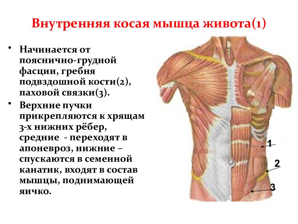 Внешние мышцы. Наружная косая мышца живота прикрепление. Внешние косые мышцы живота функции. Функция наружной косой мышцы живота. Внутренняя косая мышца живота функции прикрепление.