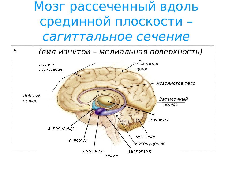 Анатомия цнс