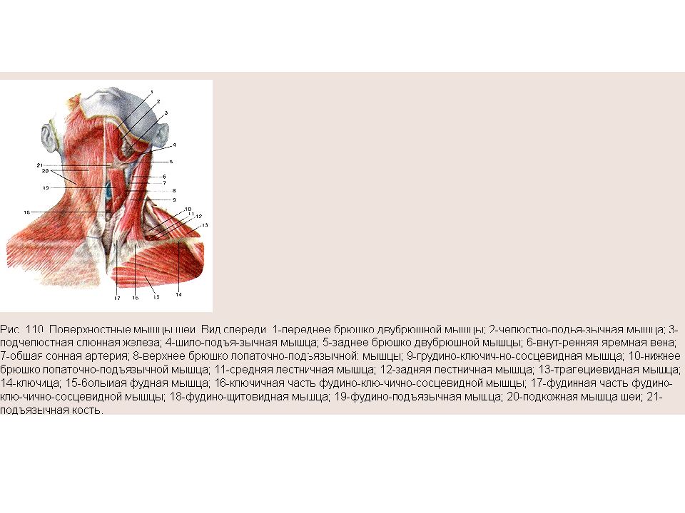 Мышцы шеи фото с описанием