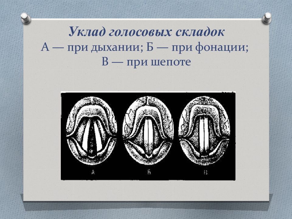 Онтогенез речевой деятельности презентация