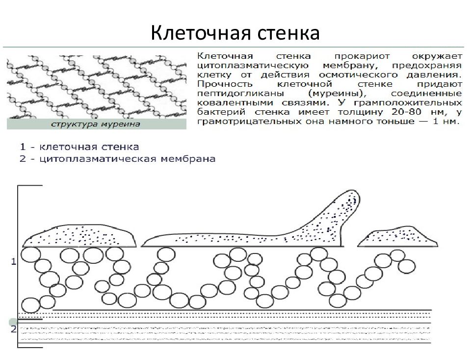 Клеточная стенка рисунок