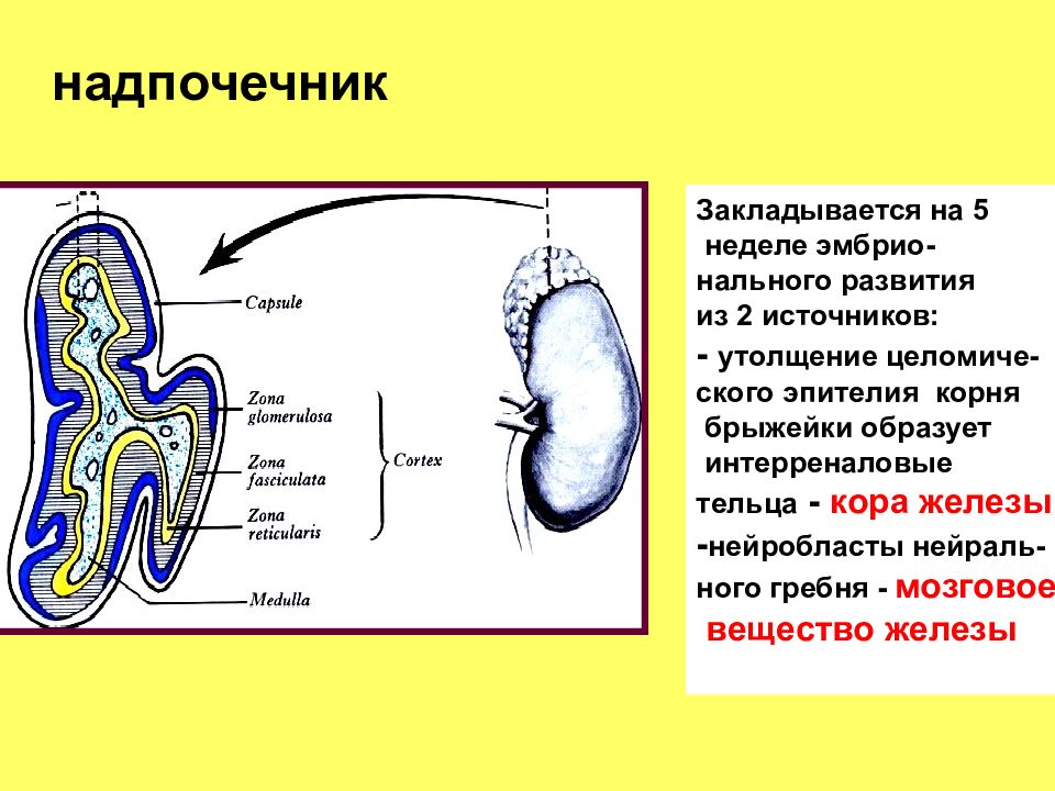 Надпочечники развиваются из. Источники развития надпочечников гистология. Строение надпочечников гистология. Формирование надпочечников в эмбриогенезе. Источники эмбрионального развития надпочечников.