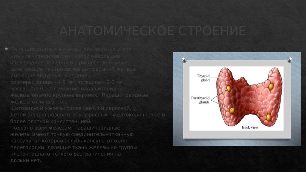 Паращитовидные железы презентация