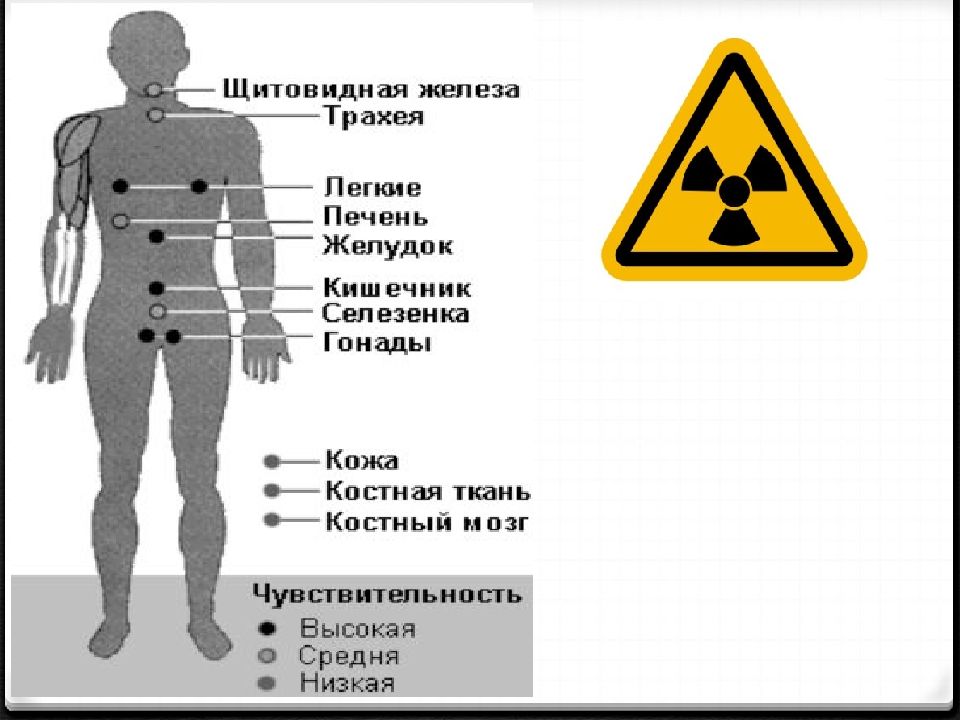 Презентация влияние радиоактивного излучения на организм человека