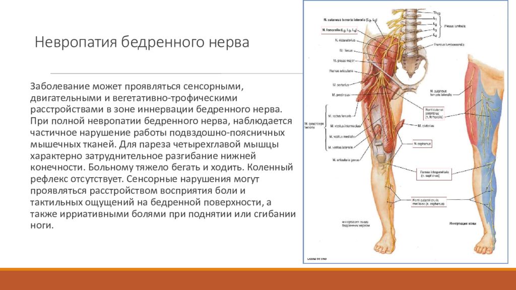 Нейропатия правого нерва. Подкожный нерв бедра анатомия. Невропатия бедренного нерва анатомия. Неврит бедренного нерва симптомы. Бедренный нерв функции симптомы поражения.