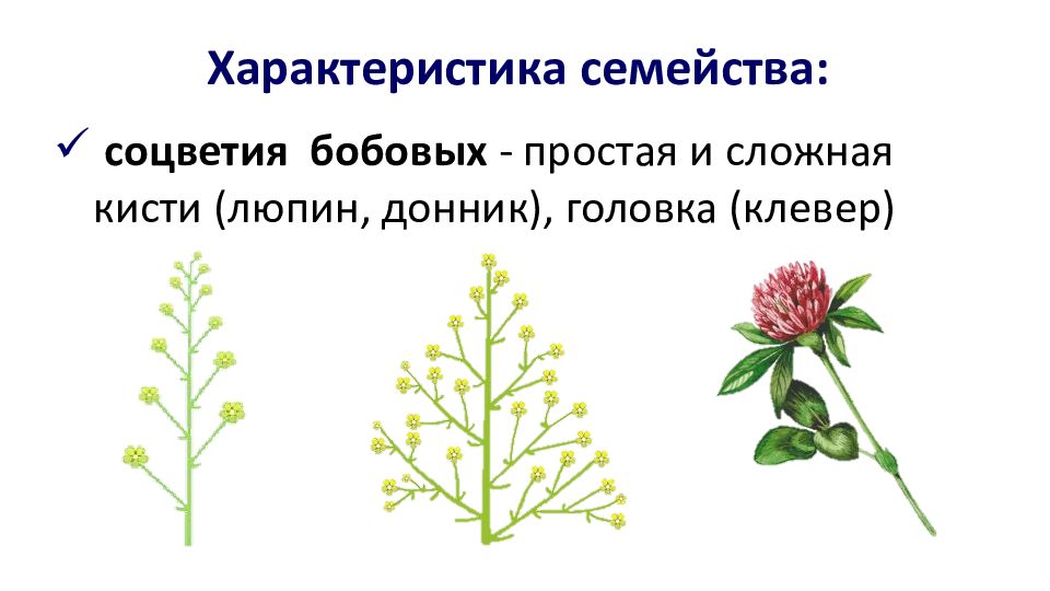 Семейства пасленовые и бобовые семейство сложноцветные 6 класс презентация