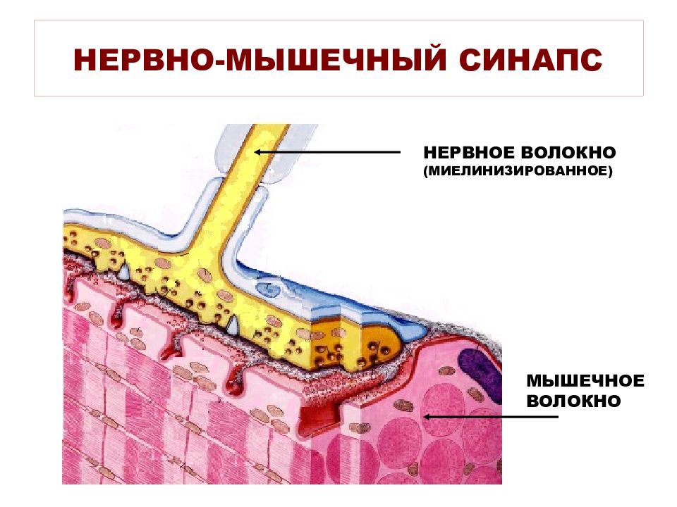 Препарат синапс. Нервно-мышечный синапс мышечного волокна. Нервнгомышечгый инапс. Аксо мышечный синапс. Нервные волокна и синапсы.