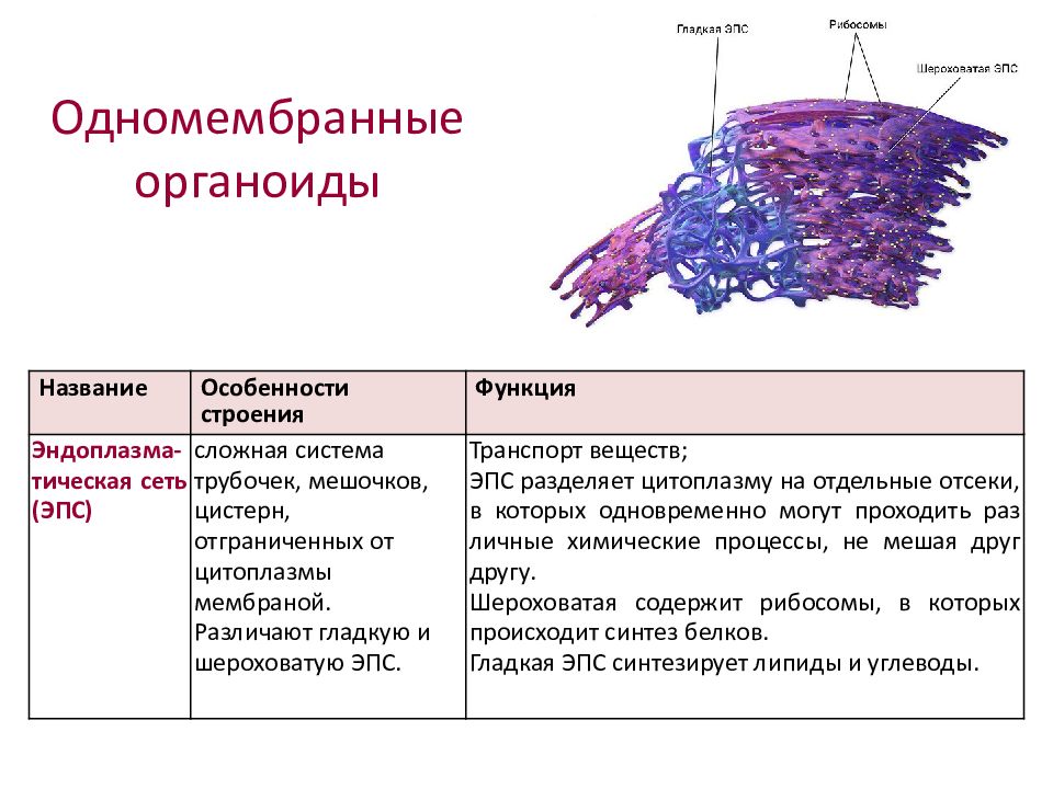 Одномембранные органоиды