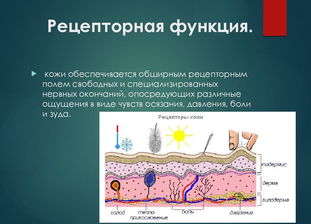 кожа человеческая строение. функции кожных рецепторов. кожные механорецепторы анализатор строение. анатомия и физиология эпидермиса. функция аппарата кожи.