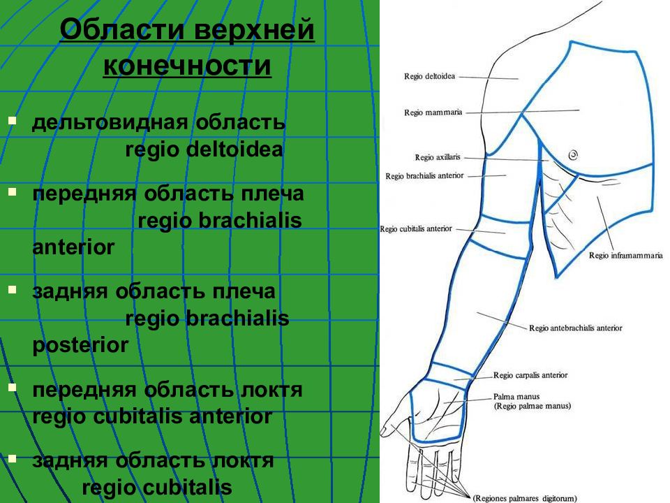 Треть плеча. Топографическая анатомия верхней конечности. Топография передней области плеча. Границы плеча топографическая анатомия. Передняя область плеча границы.