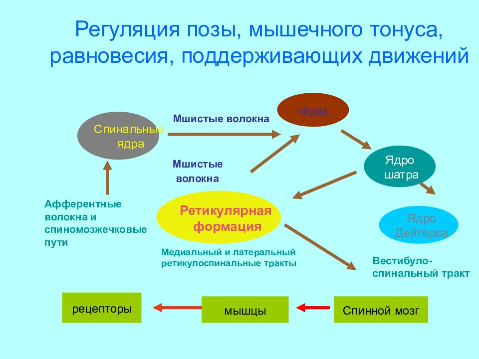 Спинальный тонус